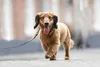 Beeztees Balacron Ax - Hundehalsband - Kunstleder - Braun - Produktbild-Vorschau 8