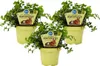 Ensemble de 3 plantes alimentaires pour animaux de Voir les images du produit 1