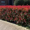 Photinia fraseri Carré Rouge - zestaw 6 roslin do Podgląd zdjęcia produktu 5