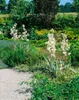 Yucca filamentosa, Palmlilie, 40–60 cm Produktbild-Vorschau 13