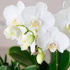 Orchidées Phalaenopsis Amabilis blanches - Ø9cm - plante Voir les images du produit 2