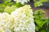 Hydrangea paniculata 'Skyfall', Rispenhortensie, weiß, ca. Produktbild-Vorschau 3