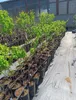 Mirabella-  Can erik  -Veredelt -Prunus cerasifera - 80-100 Produktbild-Vorschau 4