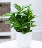 BALDUR Garten 1x Coffea arabica, Pflanze im 12 cm-Topf, Produktbild-Vorschau 1