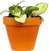 Gardners Fittonia mix, priemer 9 cm Náhľad obrázku produktu 2