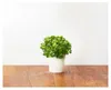 EMSA Click & Grow Prezzemolo Anteprima dell’immagine prodotto 4