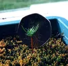 Mammutboom (Sequoiadendron giganteum) - 20 stuks Productafbeelding-voorbeeld 5