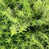 Bohnenkraut  Samen - Satureja hortensis - Bohnenkrautsamen Produktbild-Vorschau 5