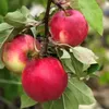 Cox Orange Winterapfel Buschbaum M26 10 Liter Produktbild-Vorschau 1