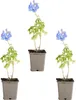 Bloomique - Lot de 3 - Delphinium Magic Fountains Bleu Ciel Voir les images du produit 2