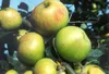 Apfelbaum `Gravensteiner´ - Halbstamm, 160-180cm im Produktbild-Vorschau 3