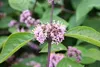 Callicarpa bodinieri 'Profusion' - Arbusto a bacche viola Anteprima dell’immagine prodotto 2