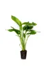 Wasserpflanze Echinodorus argentinensis Produktbild-Vorschau 1