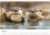 Wilde Heimat - Fischotter (Wandkalender 2026 DIN A4 quer), Produktbild-Vorschau 7