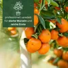 Meine Orangerie Satsuma Mandarine Mezzo - echter Citrusbaum Produktbild-Vorschau 4