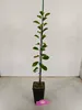 Prunus domestica 'Opal', prunier, pot de 1,5 litre Voir les images du produit 2