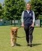A woman is walking a golden retriever dog in a park. The dog is wearing a Halti headcollar. Anteprima dell’immagine prodotto