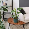 Strelicja - 3 szt - Strelitzia reginea - Wysokość 25-40cm - Podgląd zdjęcia produktu 6