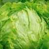 Křupavý ledový salát Královna letních salátů Semena rané Náhled obrázku produktu 6