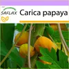 SAFLAX - Tropický melónový strom / papája - Carica papaya - Náhľad obrázku produktu 10
