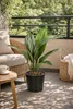 Aspidistra elatior 50 cm palma ševcovská – robustní Náhled obrázku produktu 3