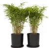 Bambus - 6 Stk - Fargesia nitida 'Gansu' - Höhe 50-70cm - Produktbild-Vorschau 7