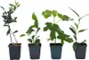 Mélange d'arbres fruitiers - Set de 4 - Hauteur 25-40cm - Voir les images du produit 1