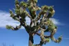 SAFLAX  - Albero di Giosuè - 10 semi - Con substrato - Anteprima dell’immagine prodotto 6