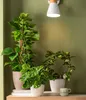 Dehner Efeutute, an Moosstab gebunden, ca. 50-60 cm, Ø Topf Produktbild-Vorschau 5