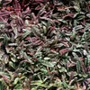 6 x Fiederpolster - Leptinella potentillina  | Topf 9cm x Produktbild-Vorschau 2