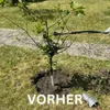 A young tree is planted in a hole in the ground, with a shovel in the background. The word "VORHER" (German for "BEFORE") is overlaid on the image. Produktbild-Vorschau