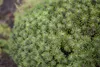 Pinus mugo 'Benjamin', Bergkiefer, kompakt, 12–15 cm Produktbild-Vorschau 3