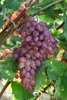 Vitis vinifera 'Suffolk Red', Weinrebe, rot, 80–100 cm Produktbild-Vorschau 3