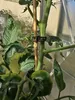 Pflanzenclips für Tomaten Paprika Gurken Rankhilfe ⌀ 22 mm Produktbild-Vorschau 2
