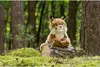 A plush lynx toy sits on a log in a forest setting. Náhľad obrázku produktu