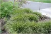 Stauden Gänge 1 x Pennisetum alopecuroides 'Little Bunny' Produktbild-Vorschau 3