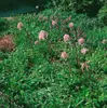 Darmera peltata, Schildblatt, ca. 11x11 cm Topf, dekorative Produktbild-Vorschau 3