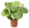 Calathea orbifolia ca. 35 cm - Korbmarante - Zimmerpflanze Produktbild-Vorschau 1