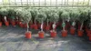 Olivenbaum Stamm Olive 80 - 100 cm hoch, beste Qualität, Produktbild-Vorschau 1