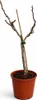 Feige Panaché 70–100 cm – Ficus carica Helle Feige, Produktbild-Vorschau 4