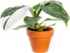 Gardners Philodendron White Princess, priemer 6 cm Náhľad obrázku produktu 1