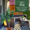Elzusha - Citrónovník "Buddha's Hand"
Mezzo - Skutočná Náhľad obrázku produktu 5