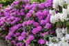 Rhododendron 'Roseum Elegans', rosa Blüten, 30–40 cm Produktbild-Vorschau 9