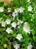 Stauden Gänge 100 x Vinca minor 'Alba' - Weißes Kleines / Produktbild-Vorschau 6