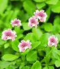 BALDUR Garten 4x Winterharter Bodendecker Lippia 'Summer Produktbild-Vorschau 3