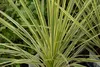 Sada 3 cordylin – Cordyline australis 'Lime Passion'®, Náhled obrázku produktu 4