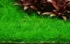 Aquarium Pflanze Eleocharis acicularis 'Mini' Tropica Produktbild-Vorschau 1