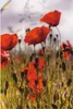 ARTland Wandbild, selbstklebend Mohnblumen im Morgenlicht Produktbild-Vorschau 1