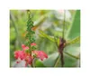 10x Calliandra calothyrsus Garten Pflanzen - Samen ID1154 Produktbild-Vorschau 6
