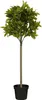 Mica Decorations Umělá rostlina vavřín - H120 x Ø40 cm - Náhled obrázku produktu 1